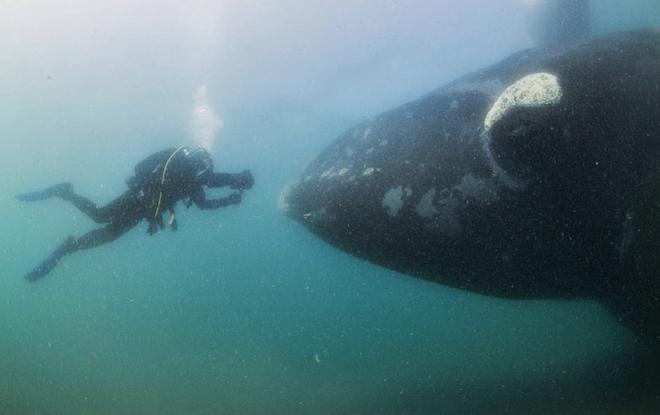Whale meets diver - what is she thinking? Photo by Barcroft Media ©  SW